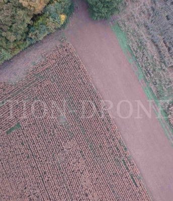 Drone : Mesure des dégâts de gibier sur maïs