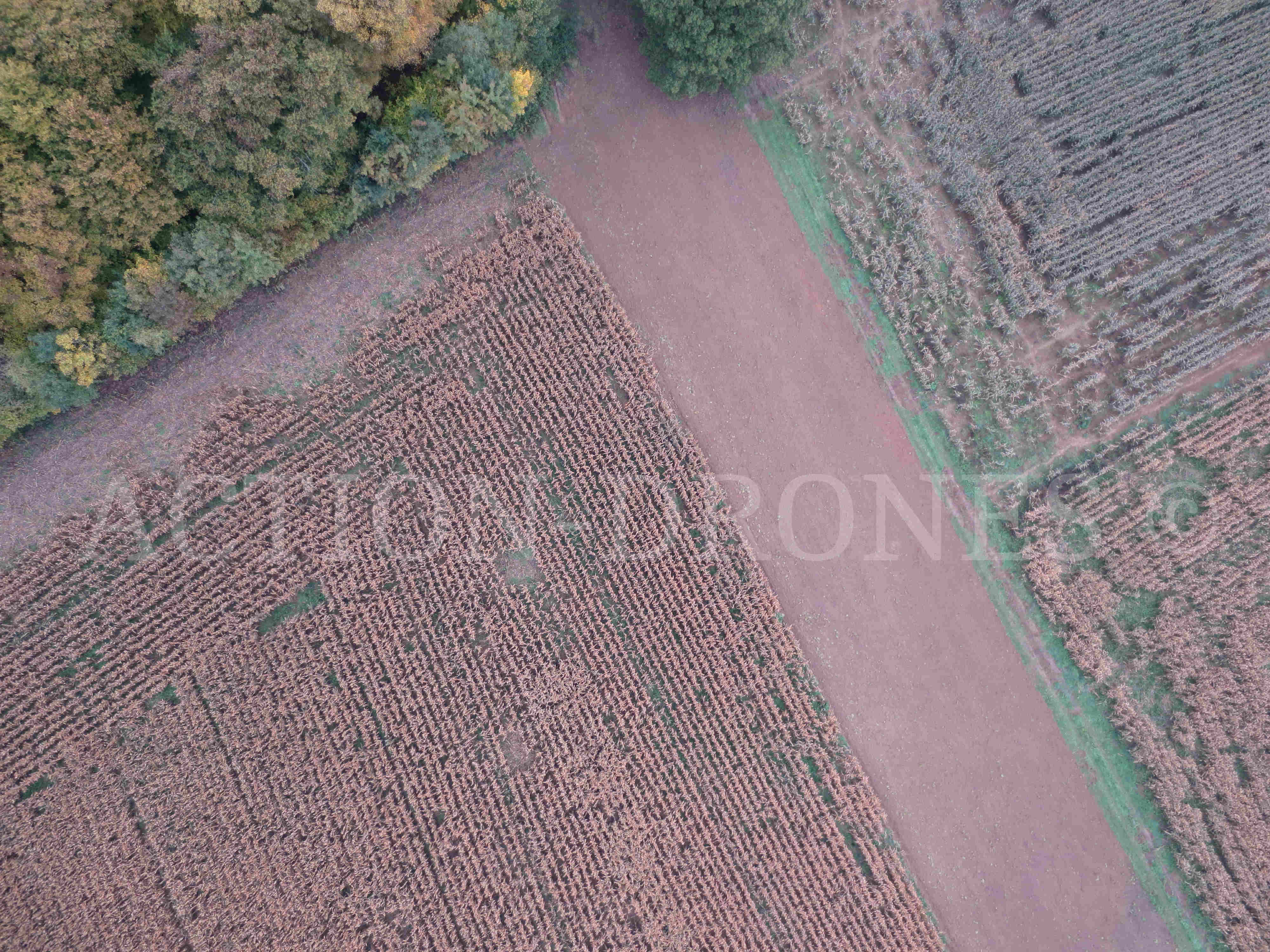 Drone : Mesure des dégâts de gibier sur maïs